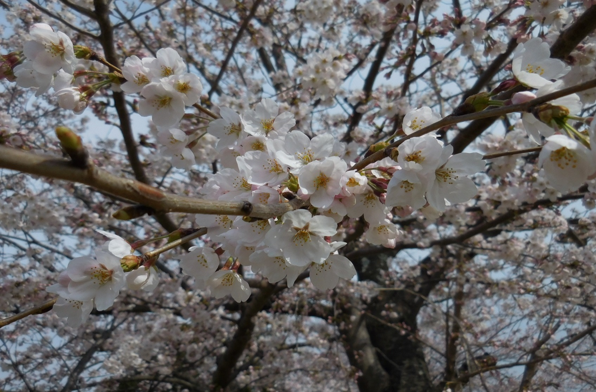 桜